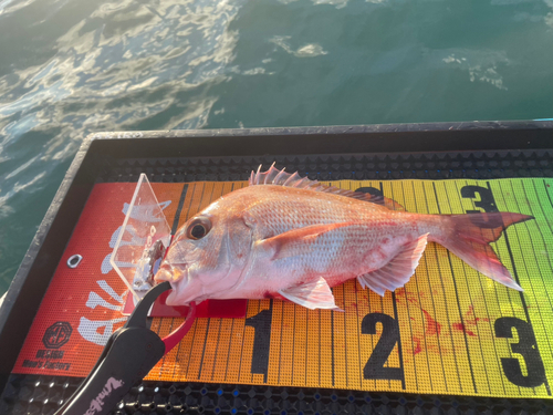 マダイの釣果