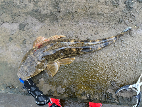 マゴチの釣果