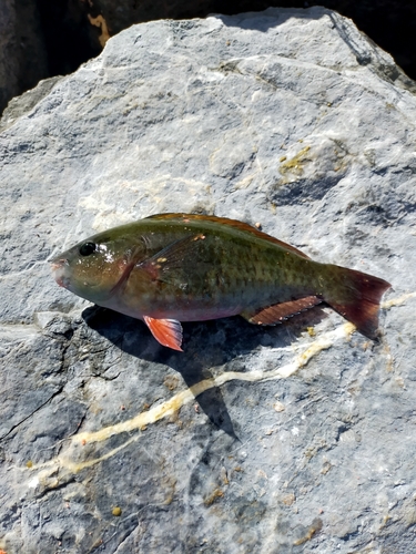 イラブチャーの釣果