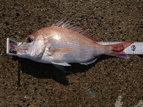 マダイの釣果