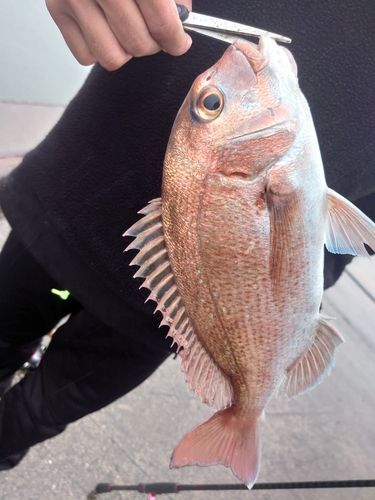 タイの釣果