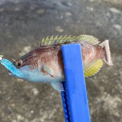 キュウセンの釣果