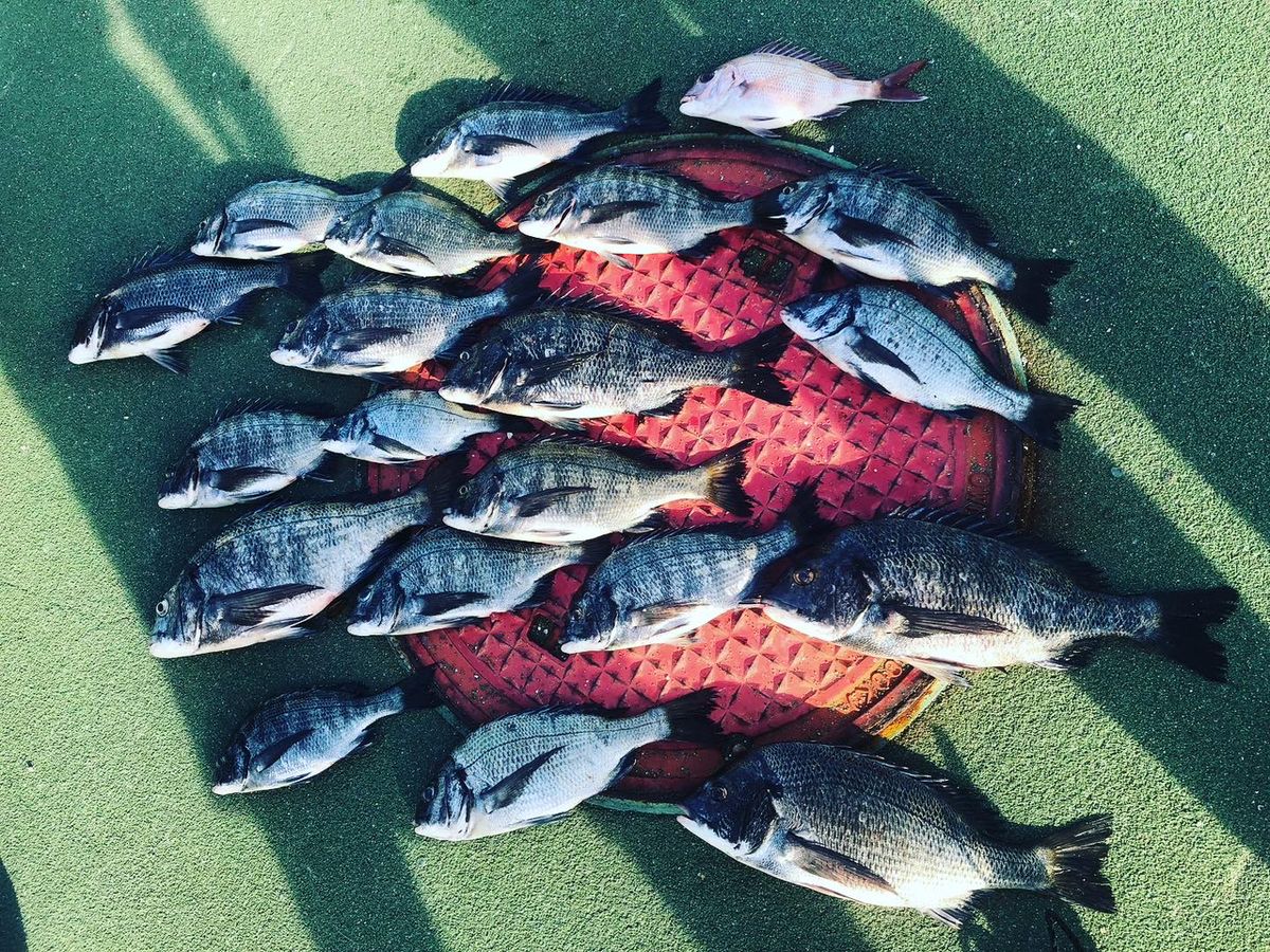 つりテッチャンさんの釣果 1枚目の画像
