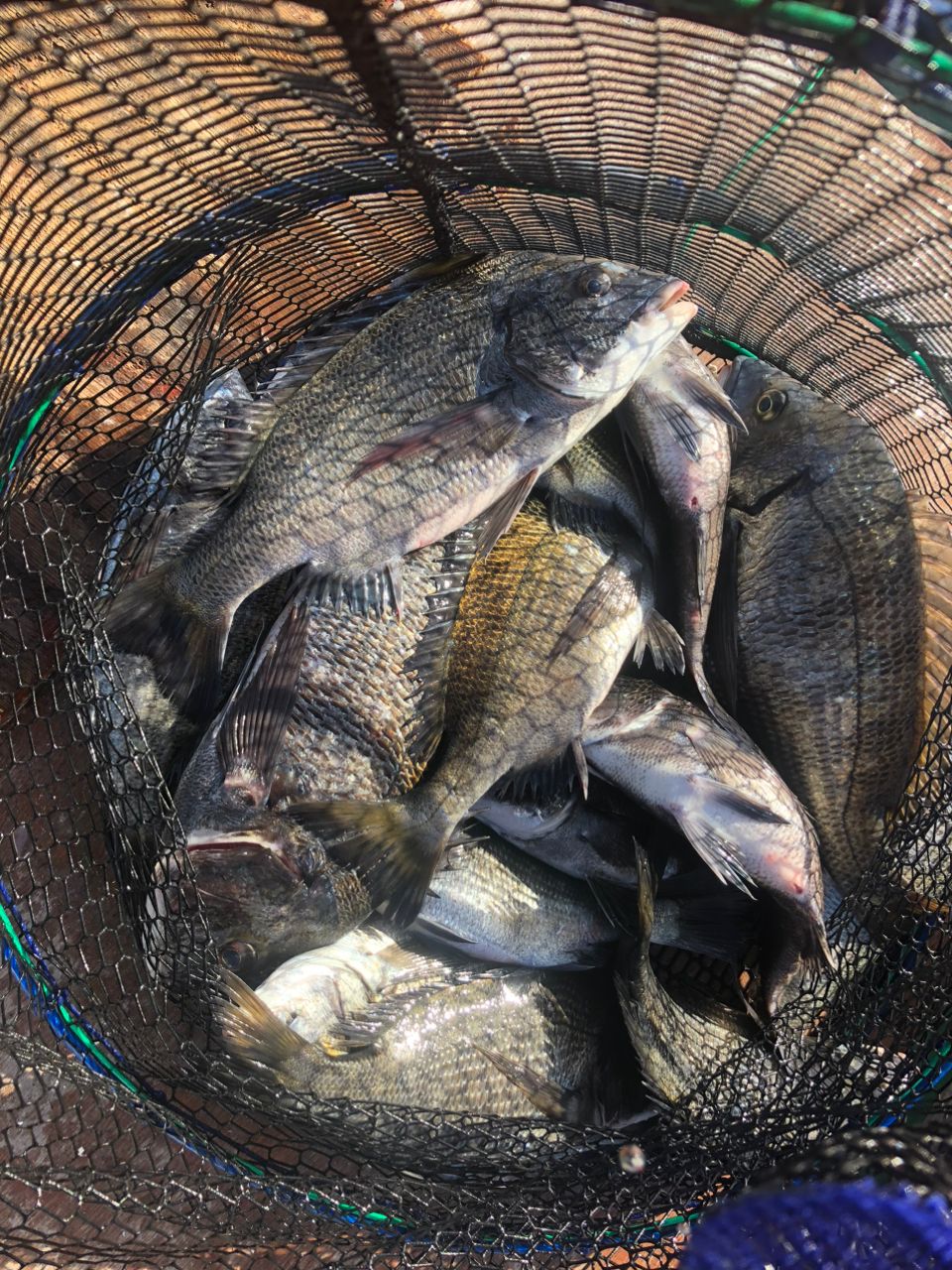 つりテッチャンさんの釣果 3枚目の画像