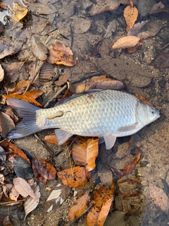 ヘラブナの釣果