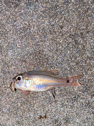 オオスジイシモチの釣果