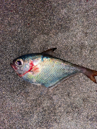 ミナミハタンポの釣果