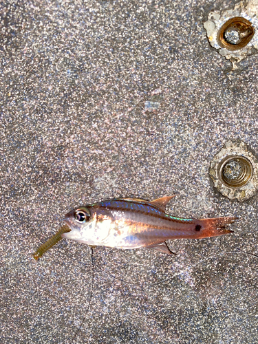 オオスジイシモチの釣果