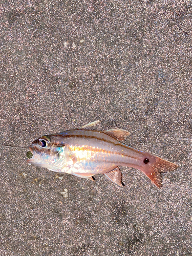 オオスジイシモチの釣果