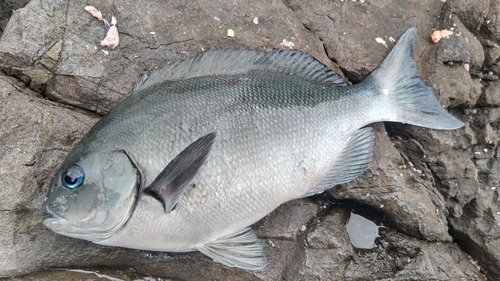 オナガグレの釣果