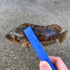 クジメの釣果