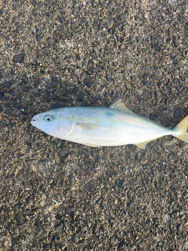 イナダの釣果