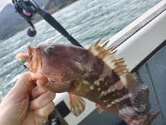 アコウの釣果