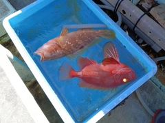 チカメキントキの釣果