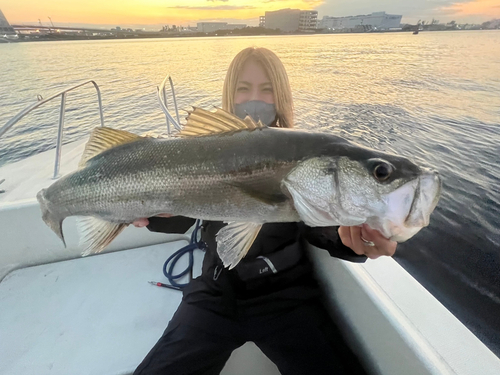 シーバスの釣果