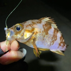 アカメバルの釣果