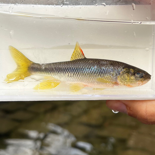 カワムツの釣果