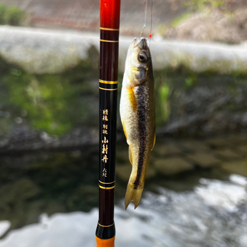 アブラハヤの釣果