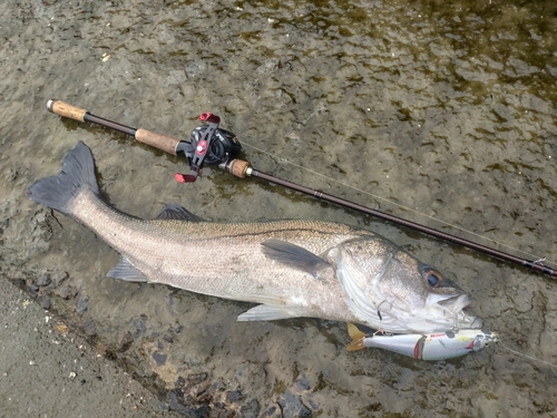 マルスズキの釣果