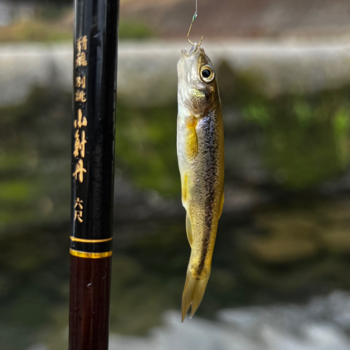 アブラハヤの釣果