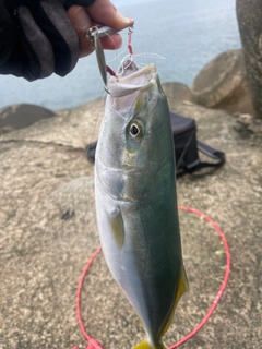 イナダの釣果