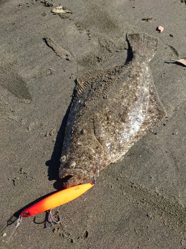 ソゲの釣果