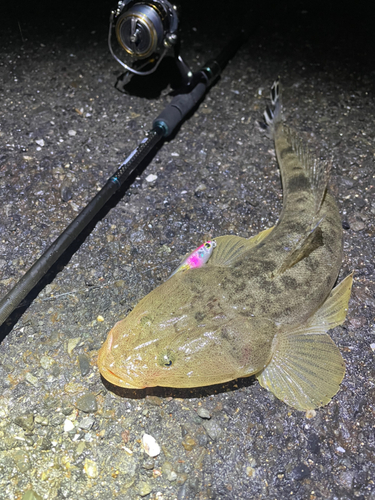 マゴチの釣果