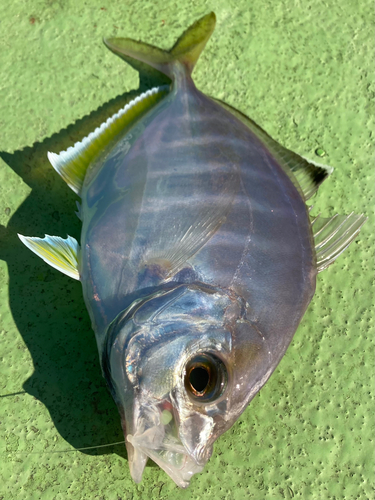 カイワリの釣果