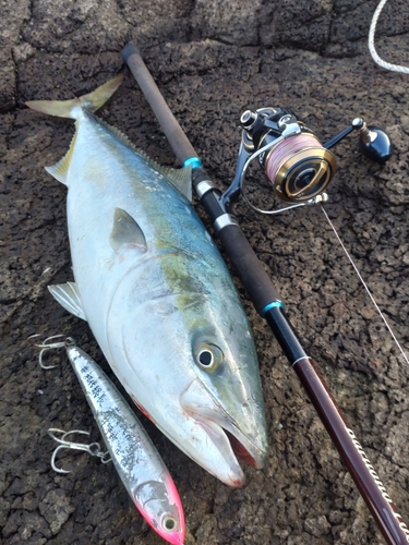 ブリの釣果