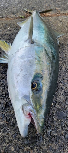 ブリの釣果