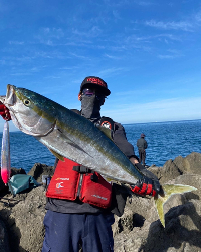 ヤズの釣果