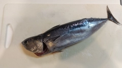 マルソウダの釣果