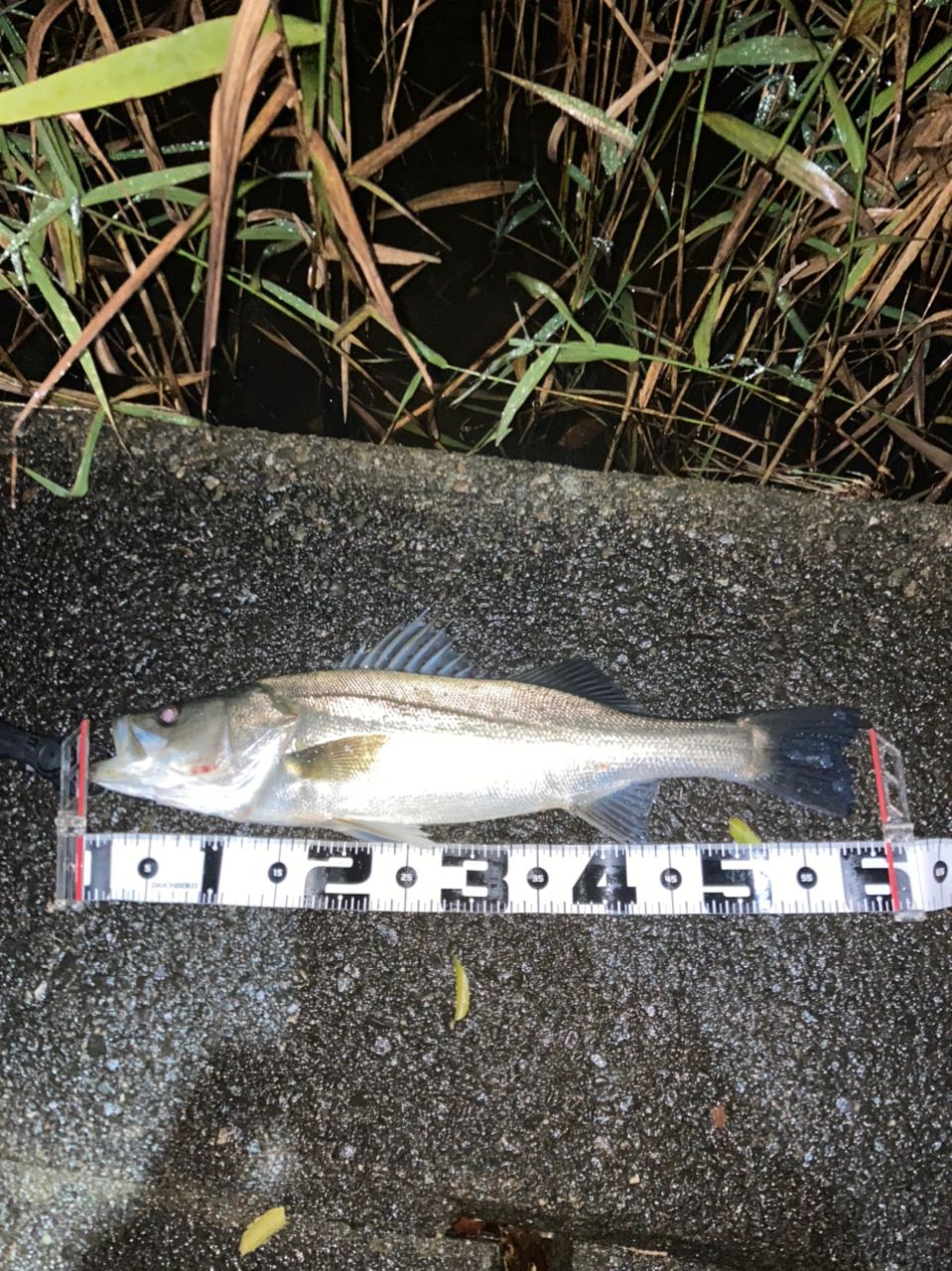 シーバス