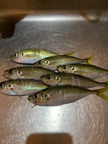 アジの釣果