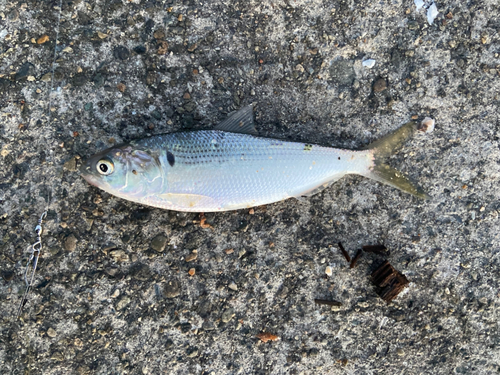 コノシロの釣果