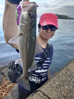 フッコ（マルスズキ）の釣果