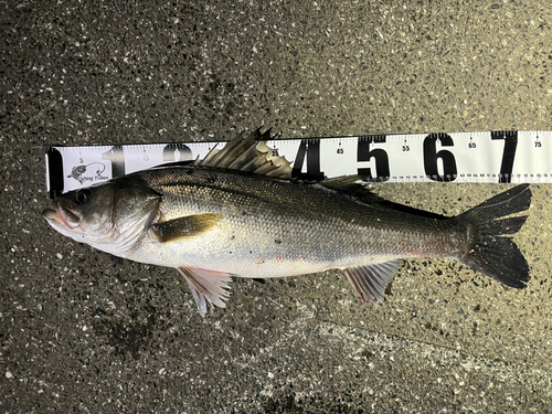 シーバスの釣果