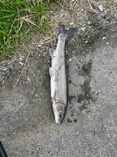 マルタウグイの釣果