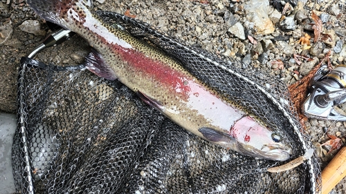 トラウトの釣果