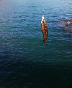 ベラの釣果