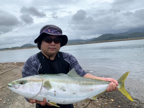 ブリの釣果