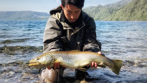 ブラウントラウトの釣果