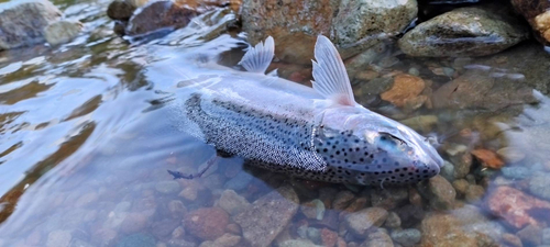 ニジマスの釣果