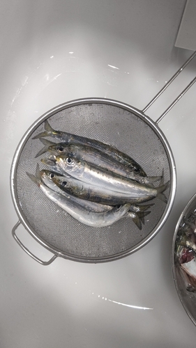 マイワシの釣果