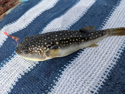 フグの釣果