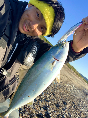 ツバスの釣果