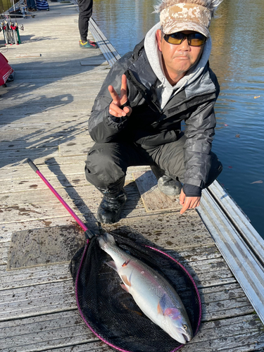 トラウトの釣果