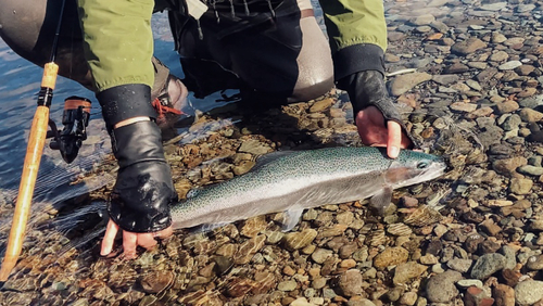 ニジマスの釣果