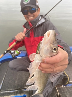 ニゴイの釣果