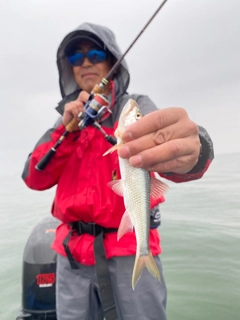 ハスの釣果